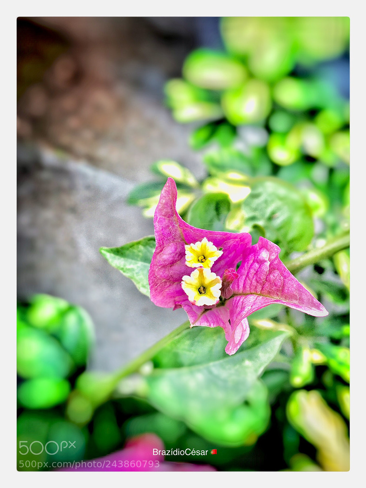 Apple iPhone 6s sample photo. Untitled photography