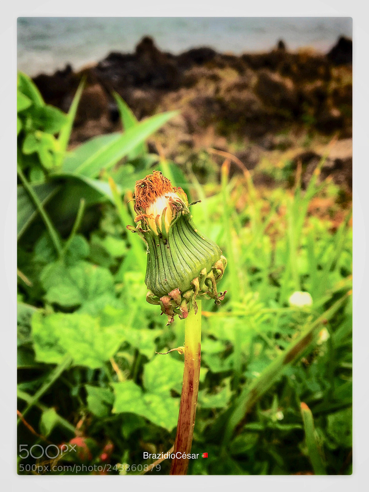 Apple iPhone 6s sample photo. Untitled photography