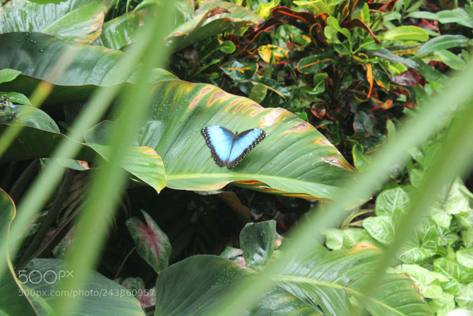 Canon EF-S 18-55mm F3.5-5.6 III sample photo. Butterfly  photography