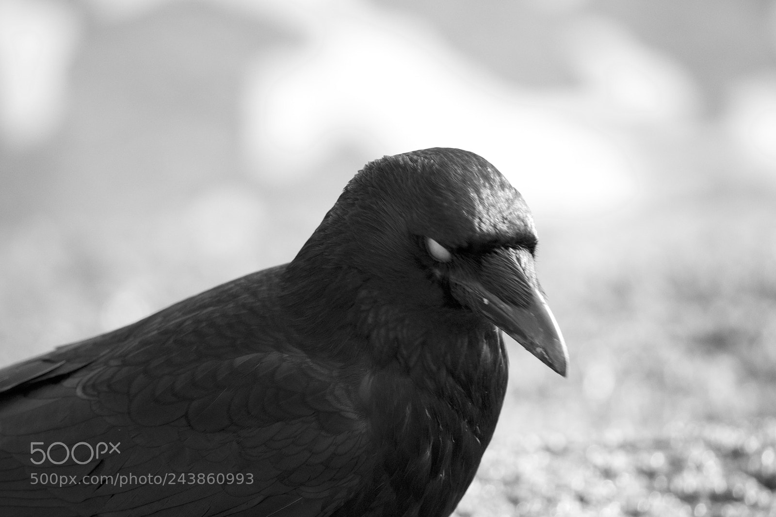 Nikon D3100 sample photo. Crow giving me the photography