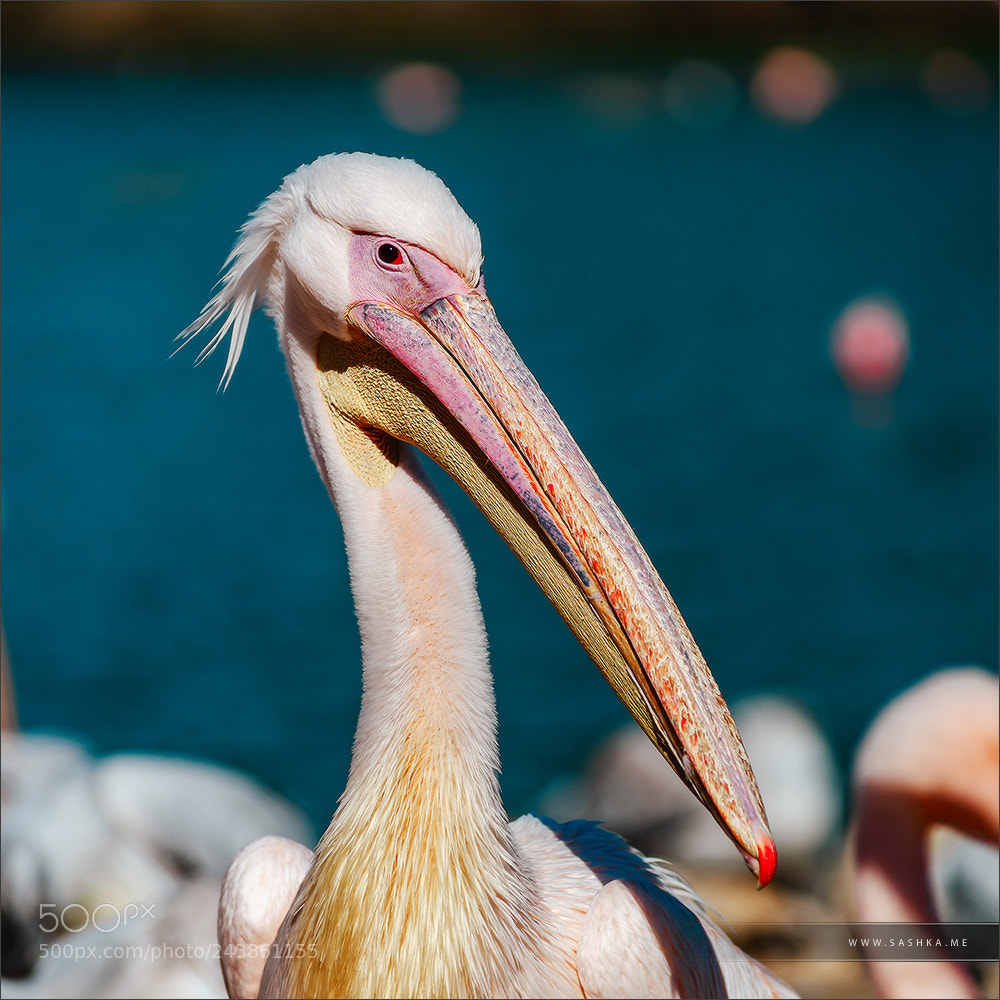 Sony a99 II sample photo. Pelican close-up portrait, proudly photography