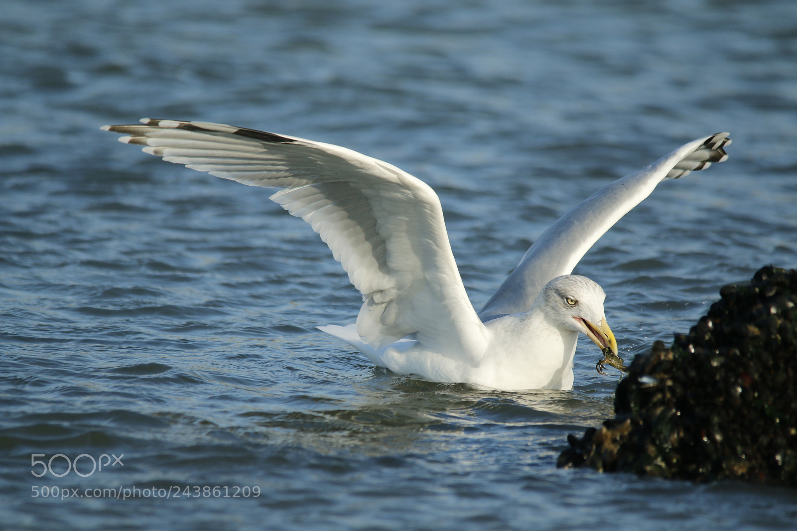 Canon EOS 70D sample photo. Seagull looks for food photography