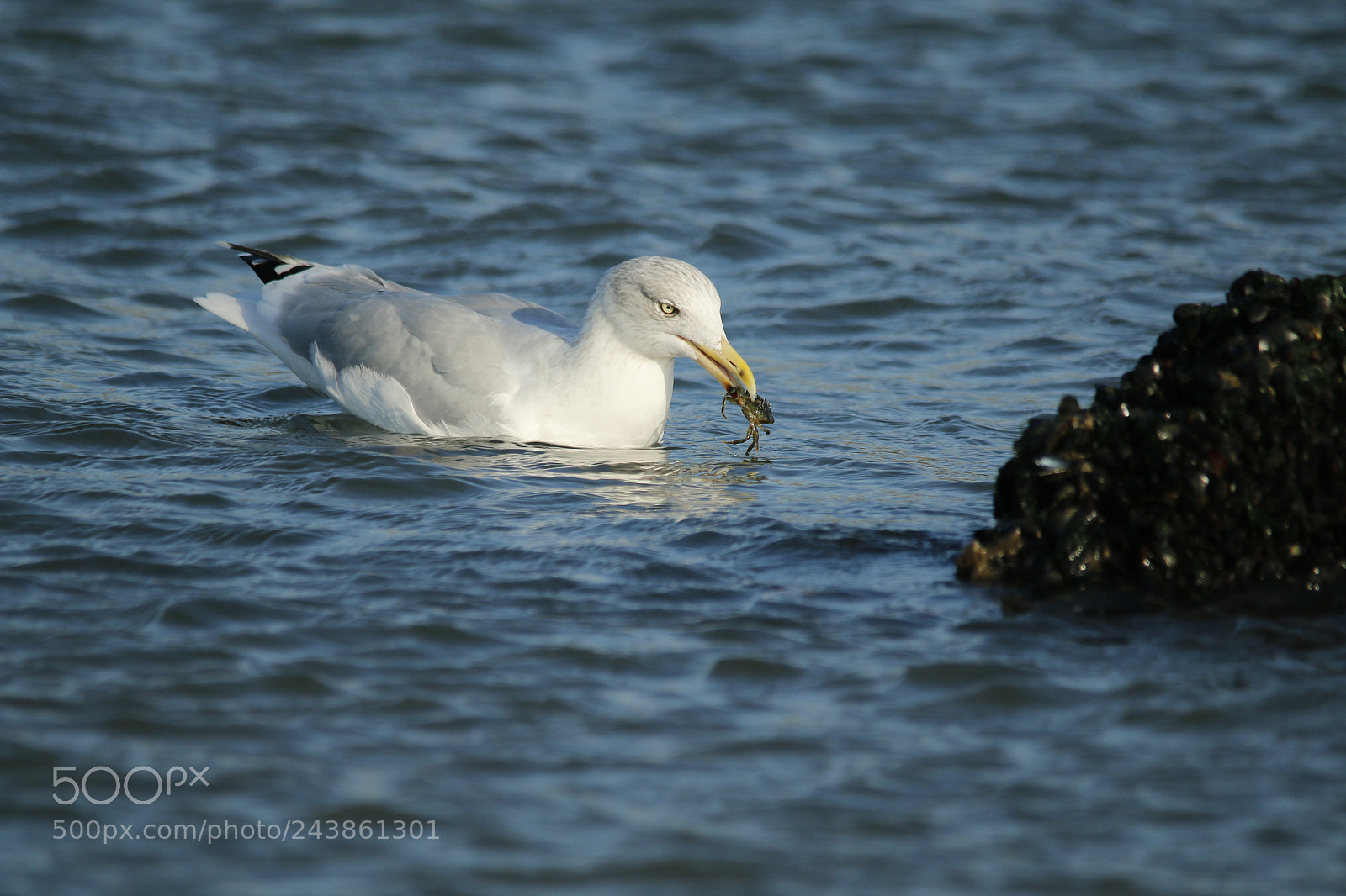 Canon EOS 70D sample photo. Seagull floating in the photography