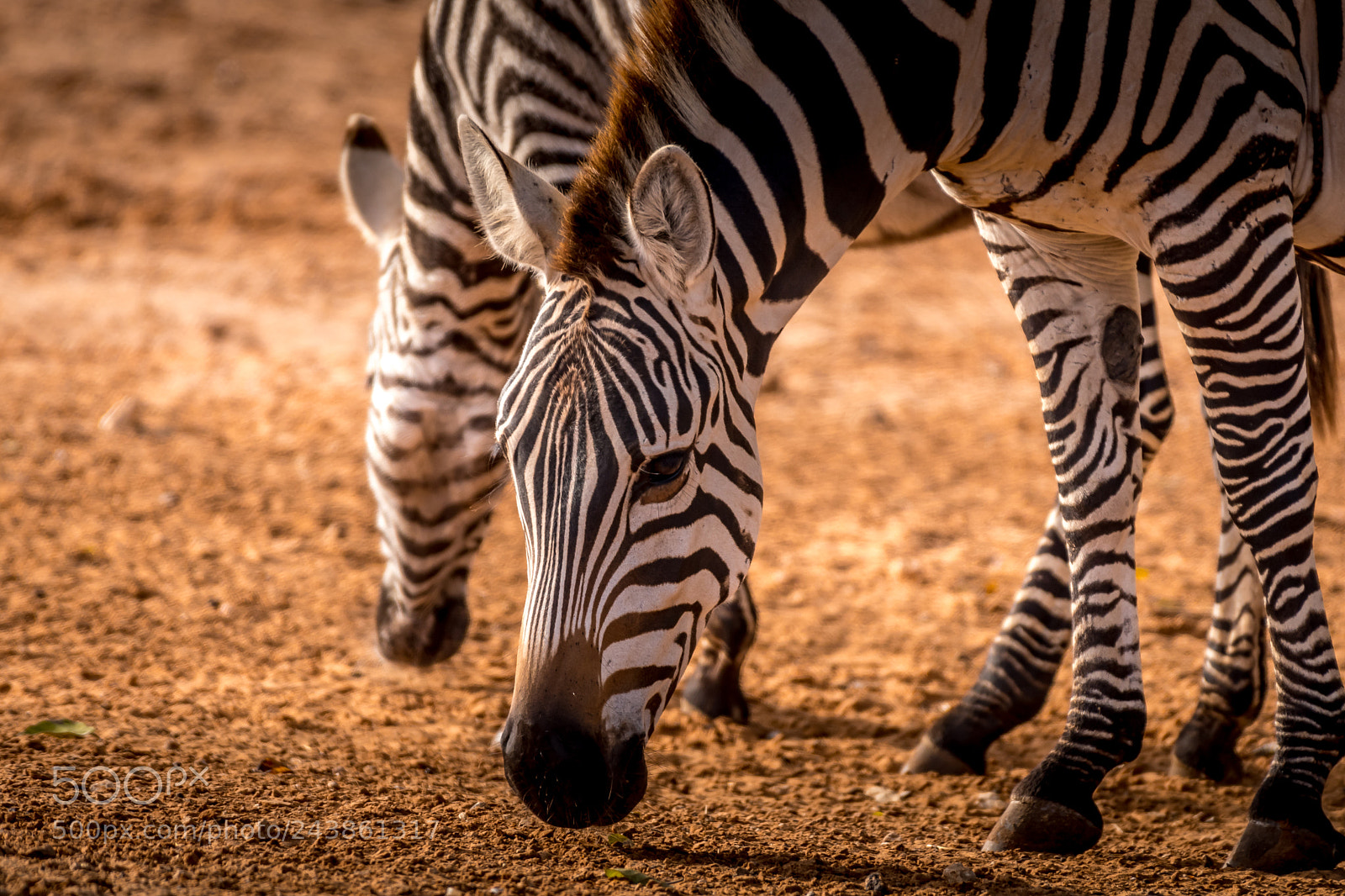 Nikon D500 sample photo. Zebras photography