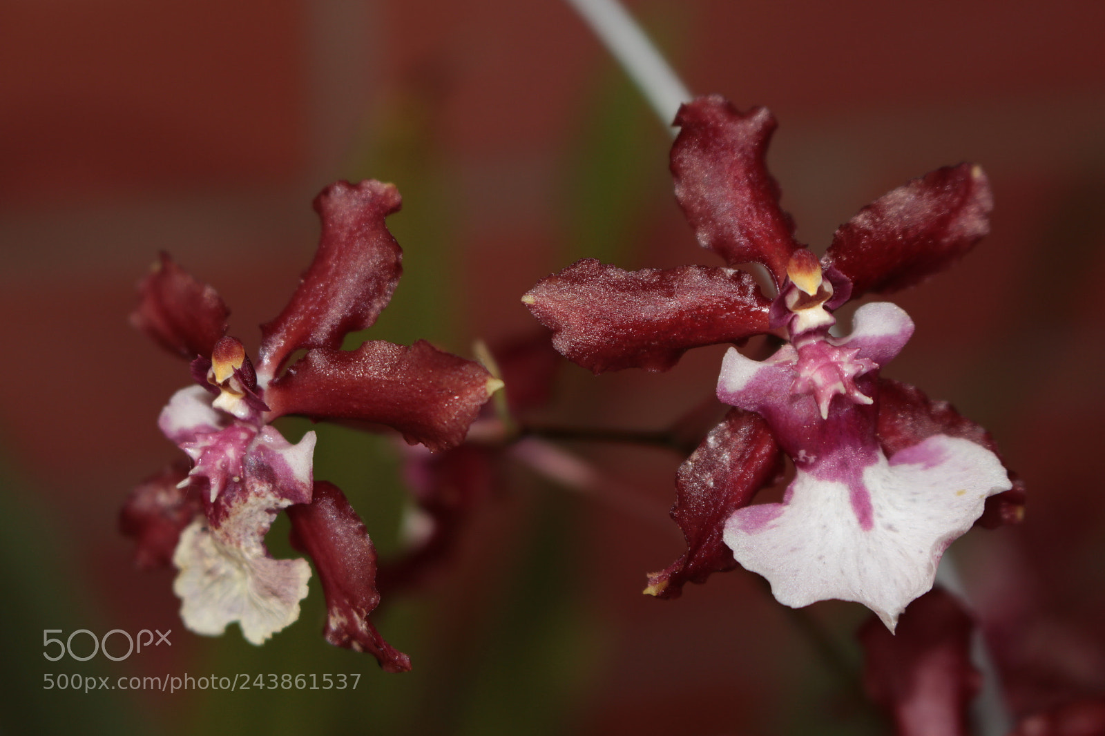 Canon EOS 700D (EOS Rebel T5i / EOS Kiss X7i) sample photo. Chocolate photography