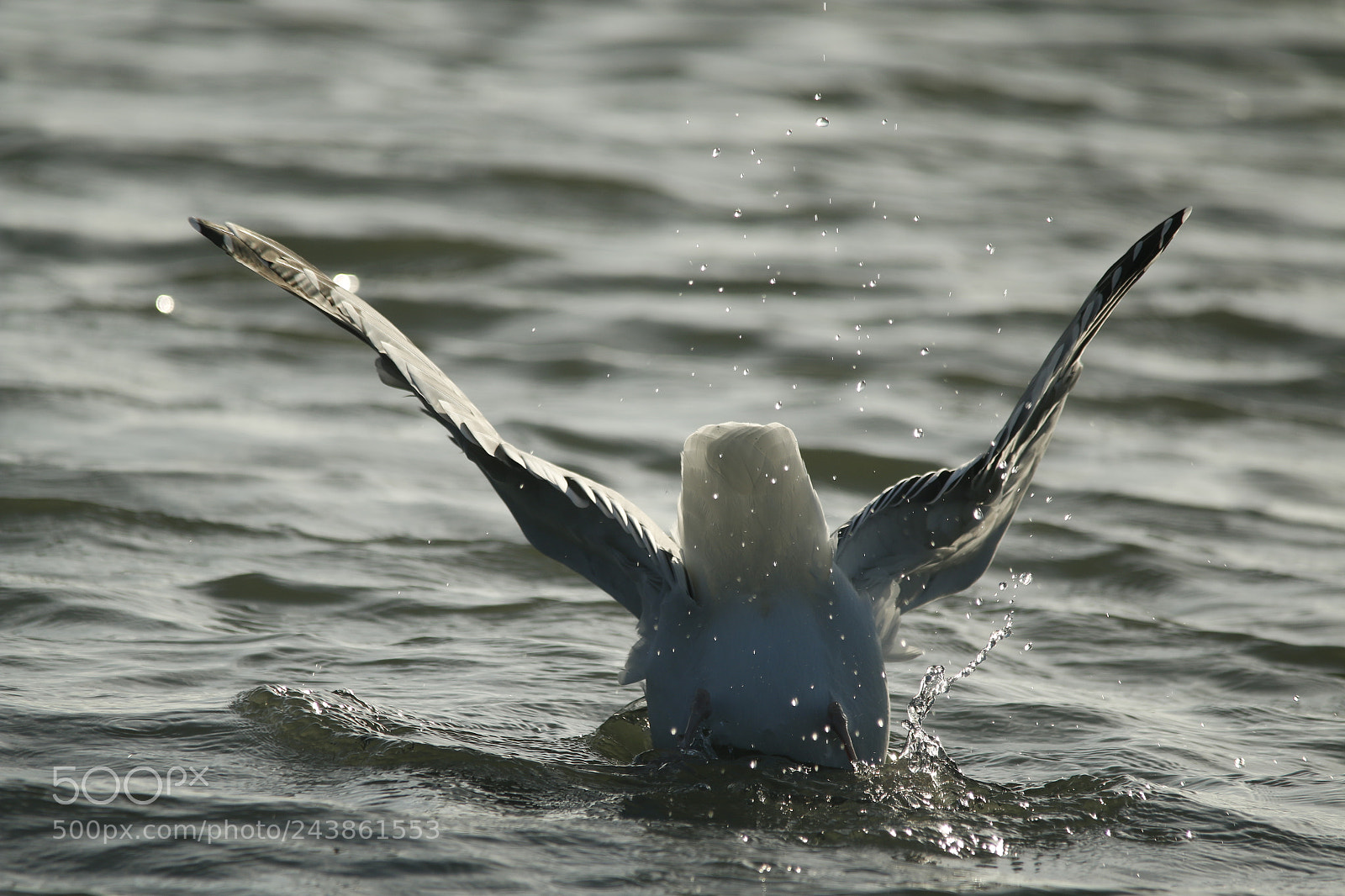 Canon EOS 70D sample photo. Seagull dives in the photography