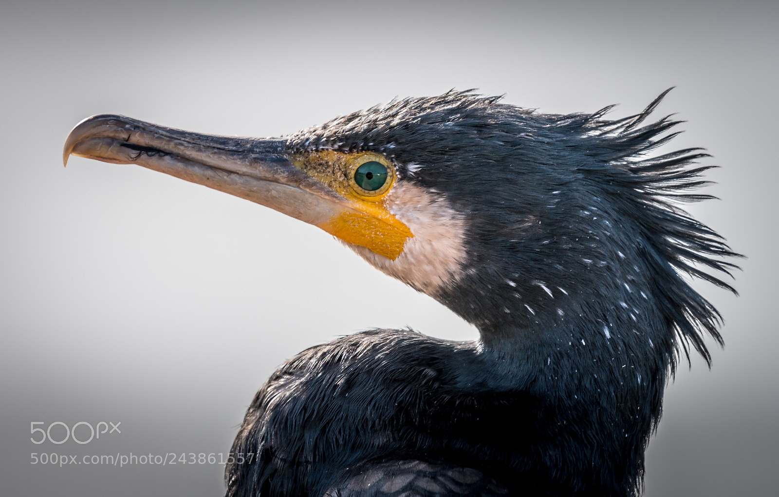 Nikon D500 sample photo. Cormorant photography
