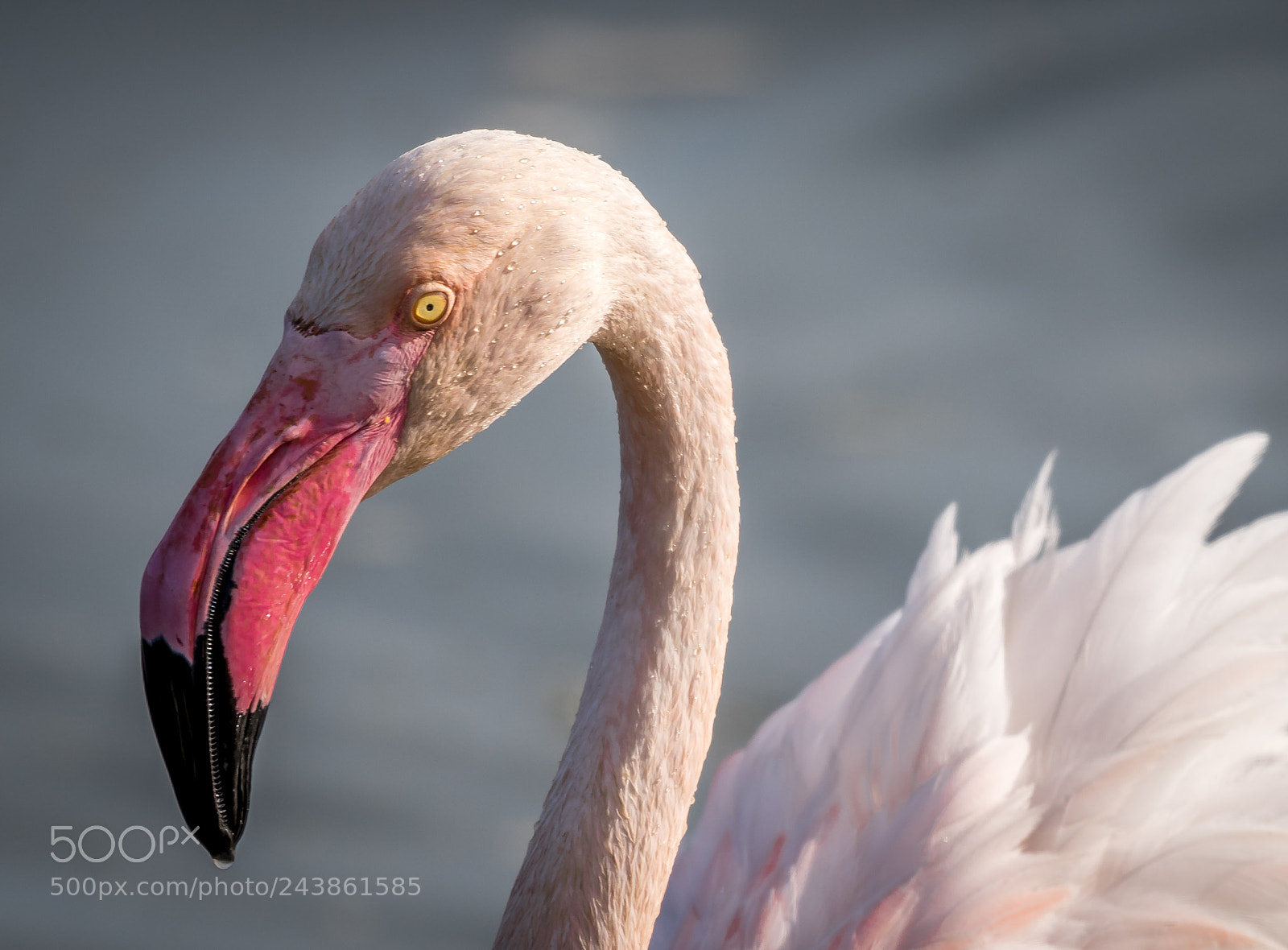 Nikon D500 sample photo. Flamingo photography