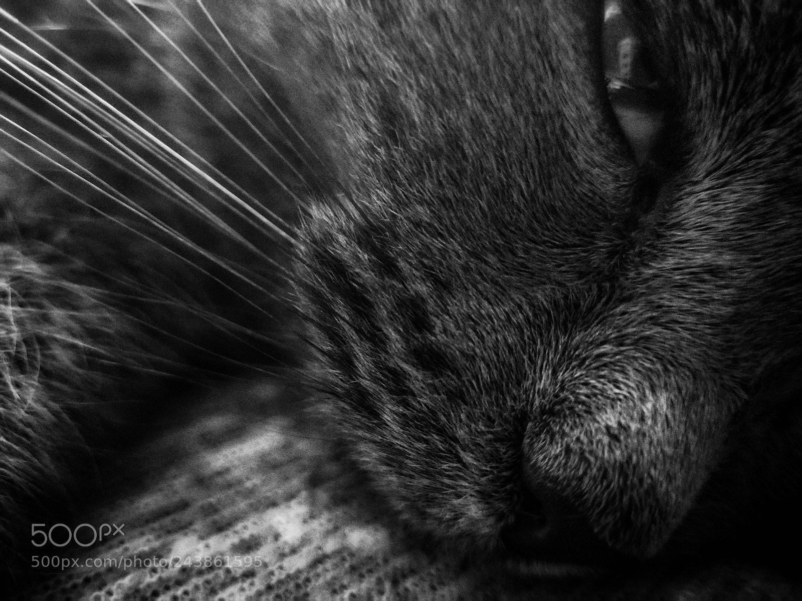 HUAWEI P10 Plus sample photo. Cat photography