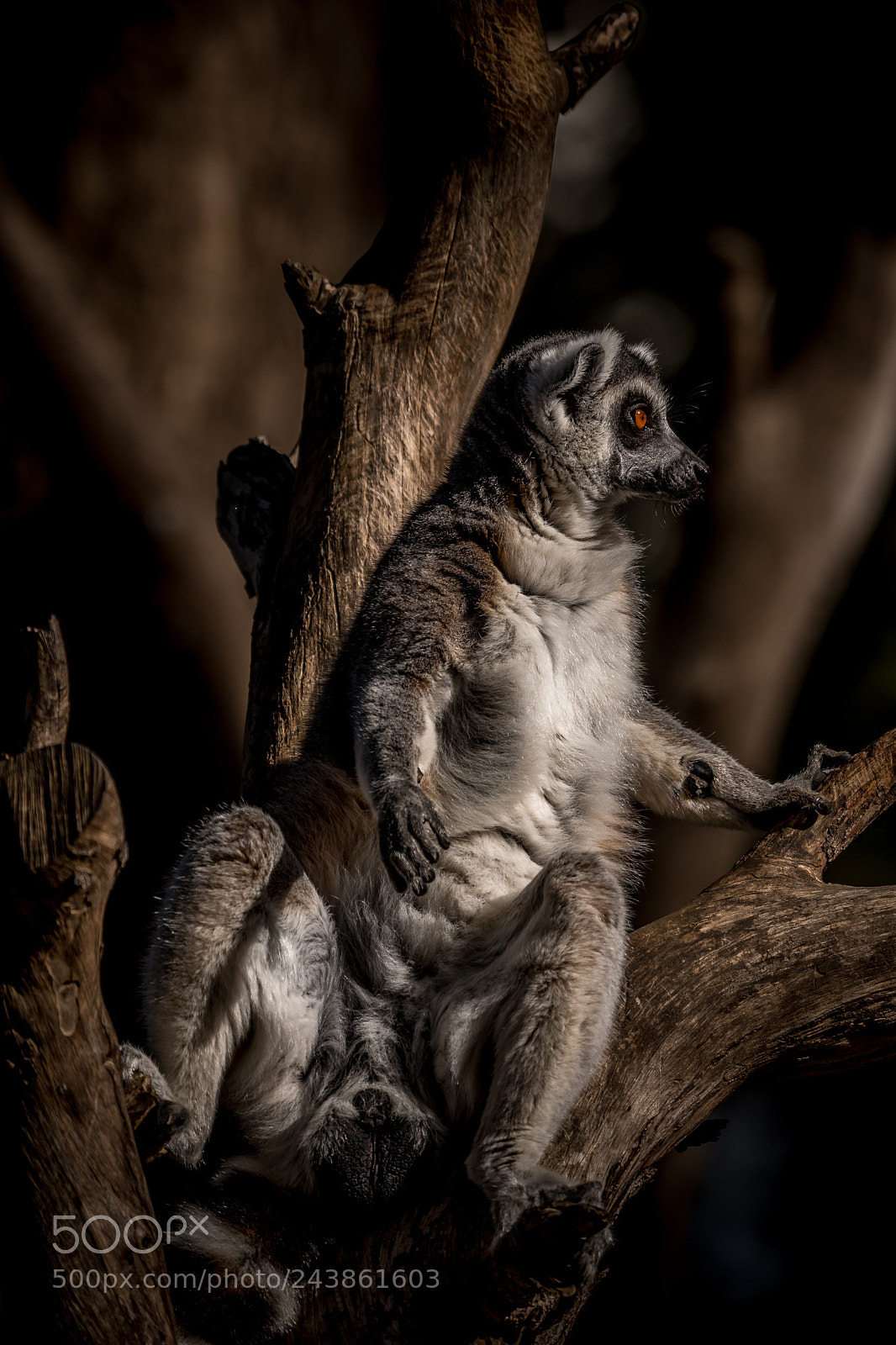 Nikon D500 sample photo. Lemur on a tree photography