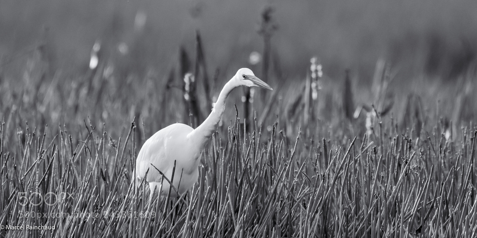Nikon D810 sample photo. Great egret looking for photography