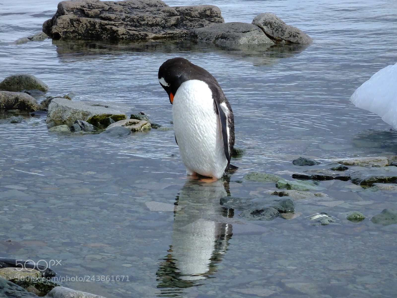 Fujifilm FinePix HS50 EXR sample photo. So many penguins photography