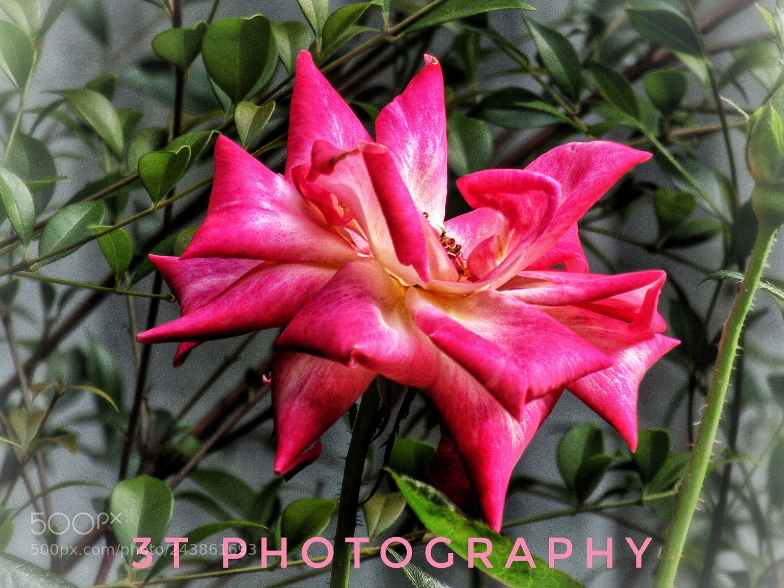 Canon POWERSHOT SX430 IS sample photo. Beautiful flower photography
