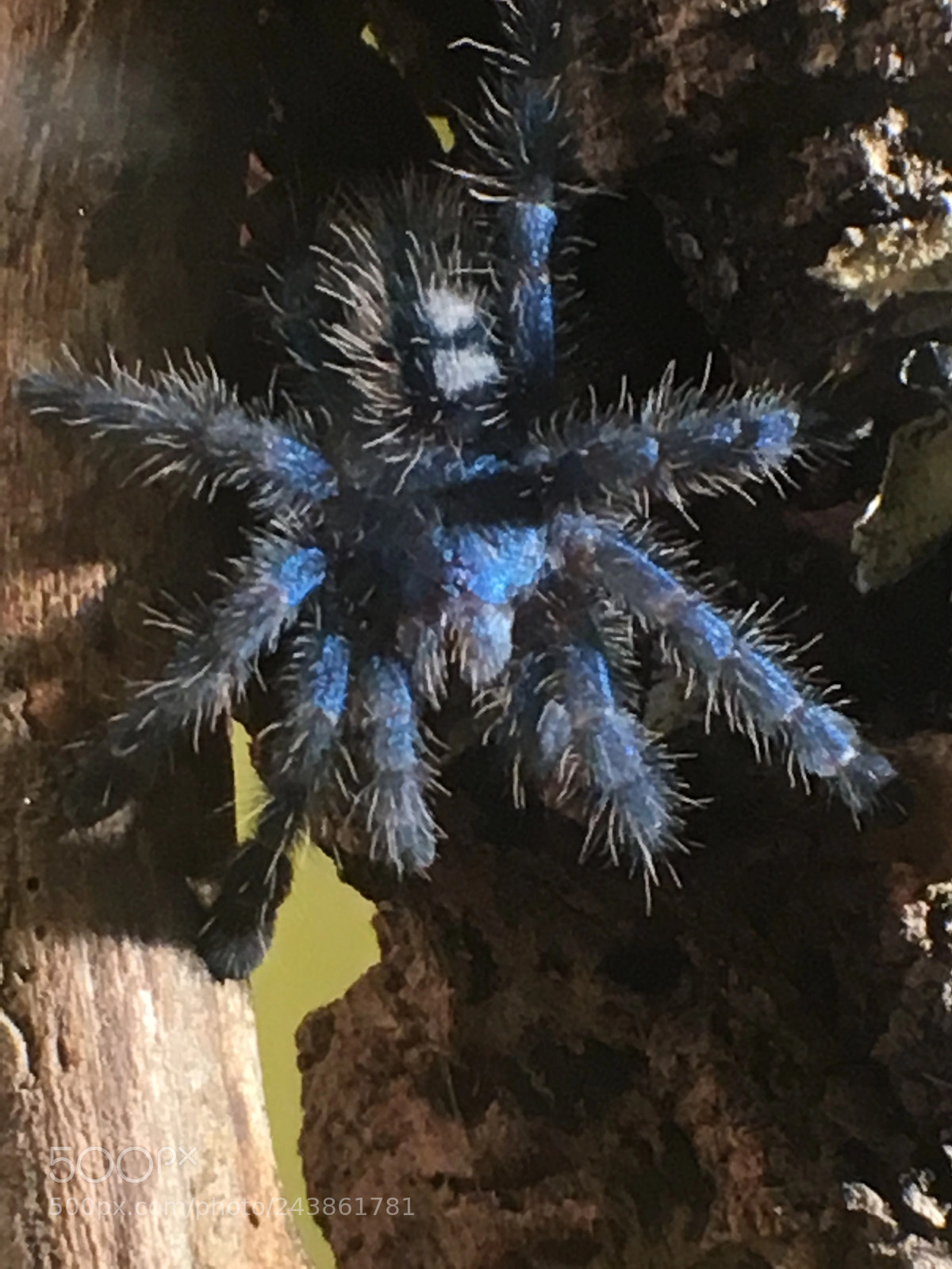 Apple iPhone SE sample photo. Caribena versicolor photography