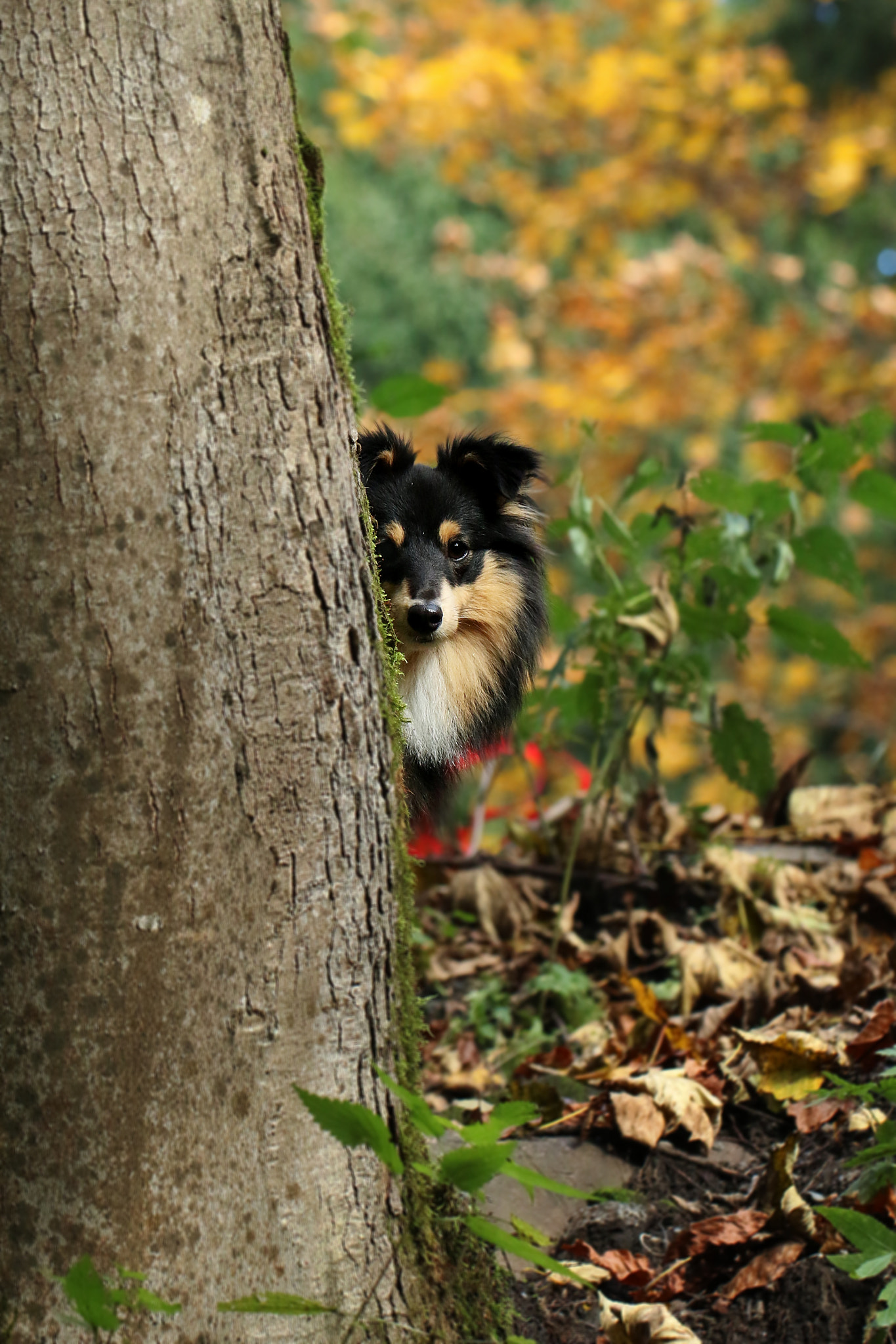 Canon EOS 70D + Canon EF 28mm F2.8 sample photo. Flera photography