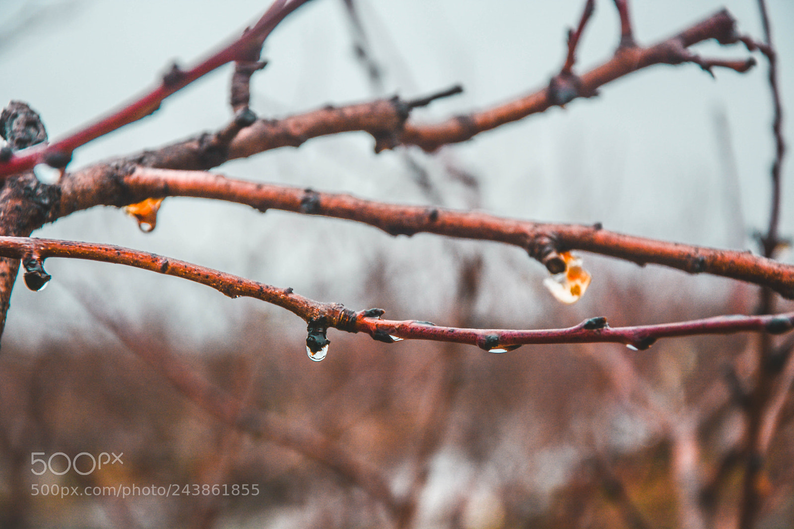 Nikon D7100 sample photo. Waterdrop photography
