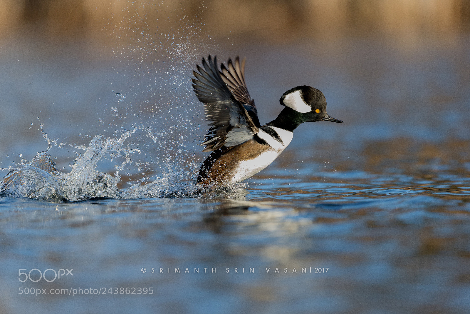 Nikon D610 sample photo. Hooded merganser photography