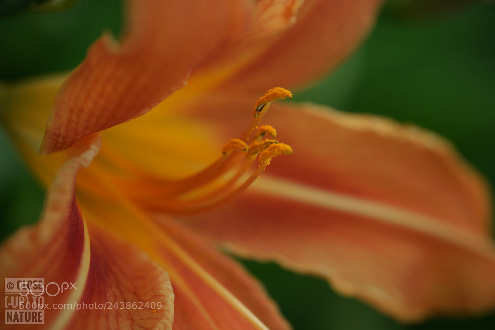 Samsung NX500 sample photo. Hemerocallis fulva photography