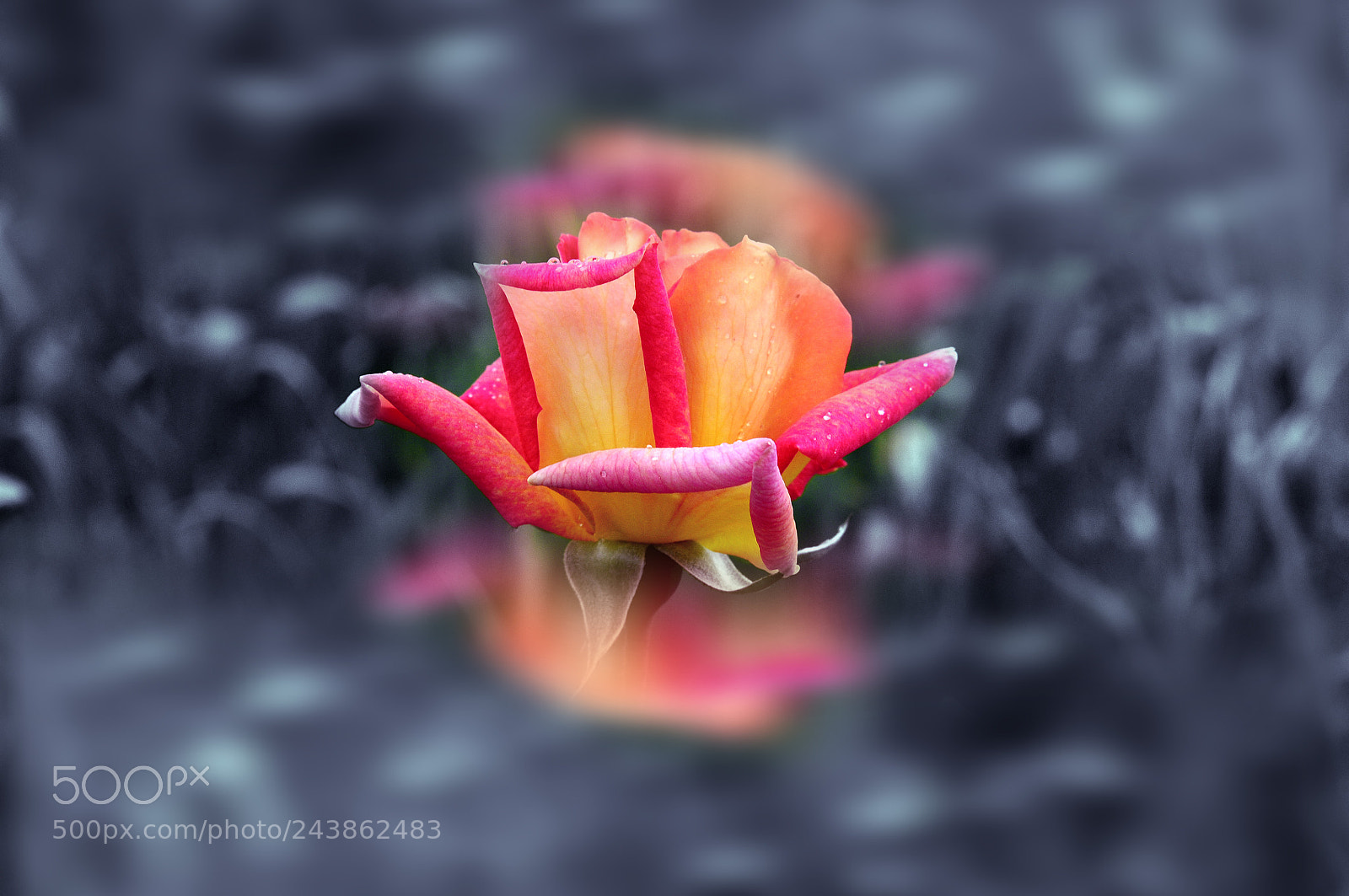 Nikon D300 sample photo. Rose photography