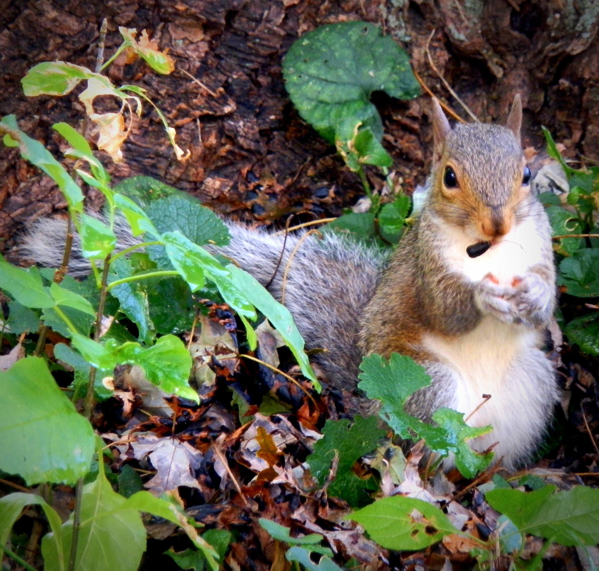 Olympus SP-610UZ sample photo. Squirrel photography photography