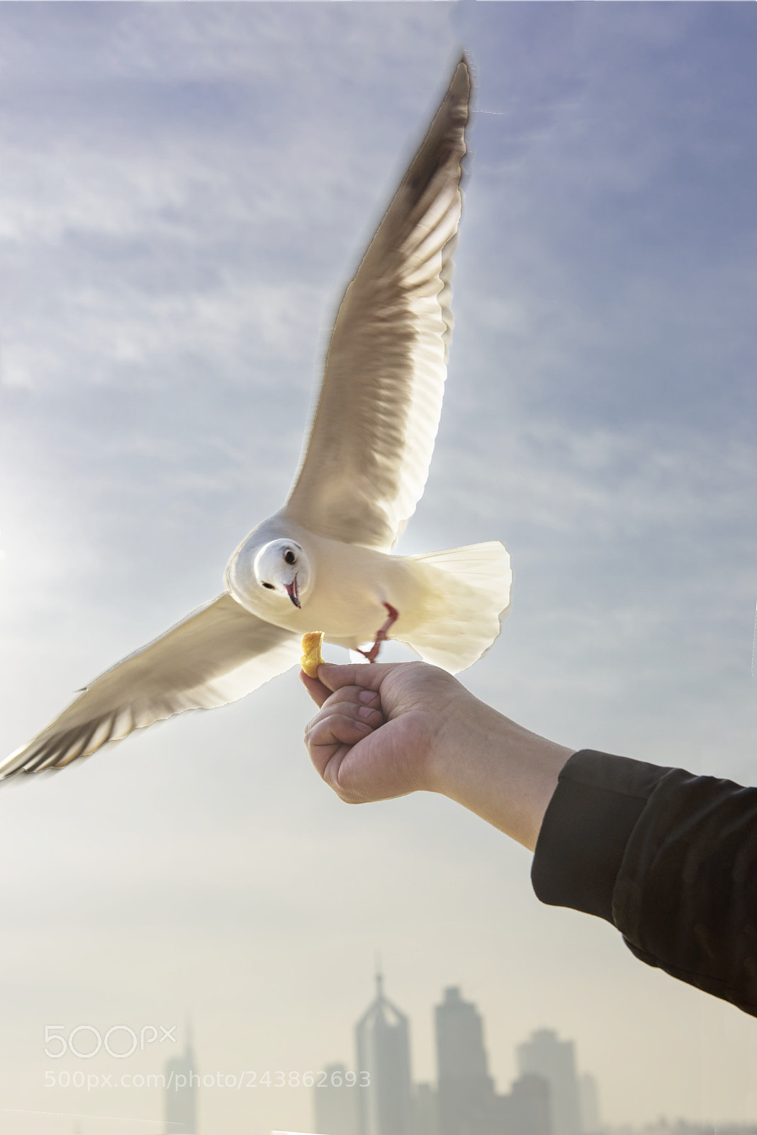 Nikon D810 sample photo. The seagulls are one photography