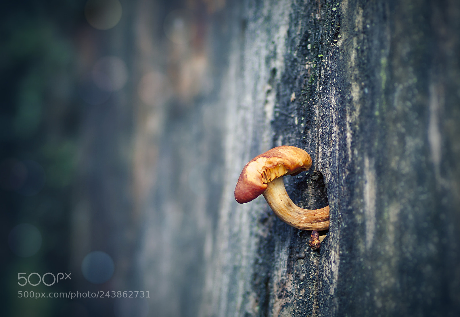 Canon EOS 50D sample photo. A mushroom photography