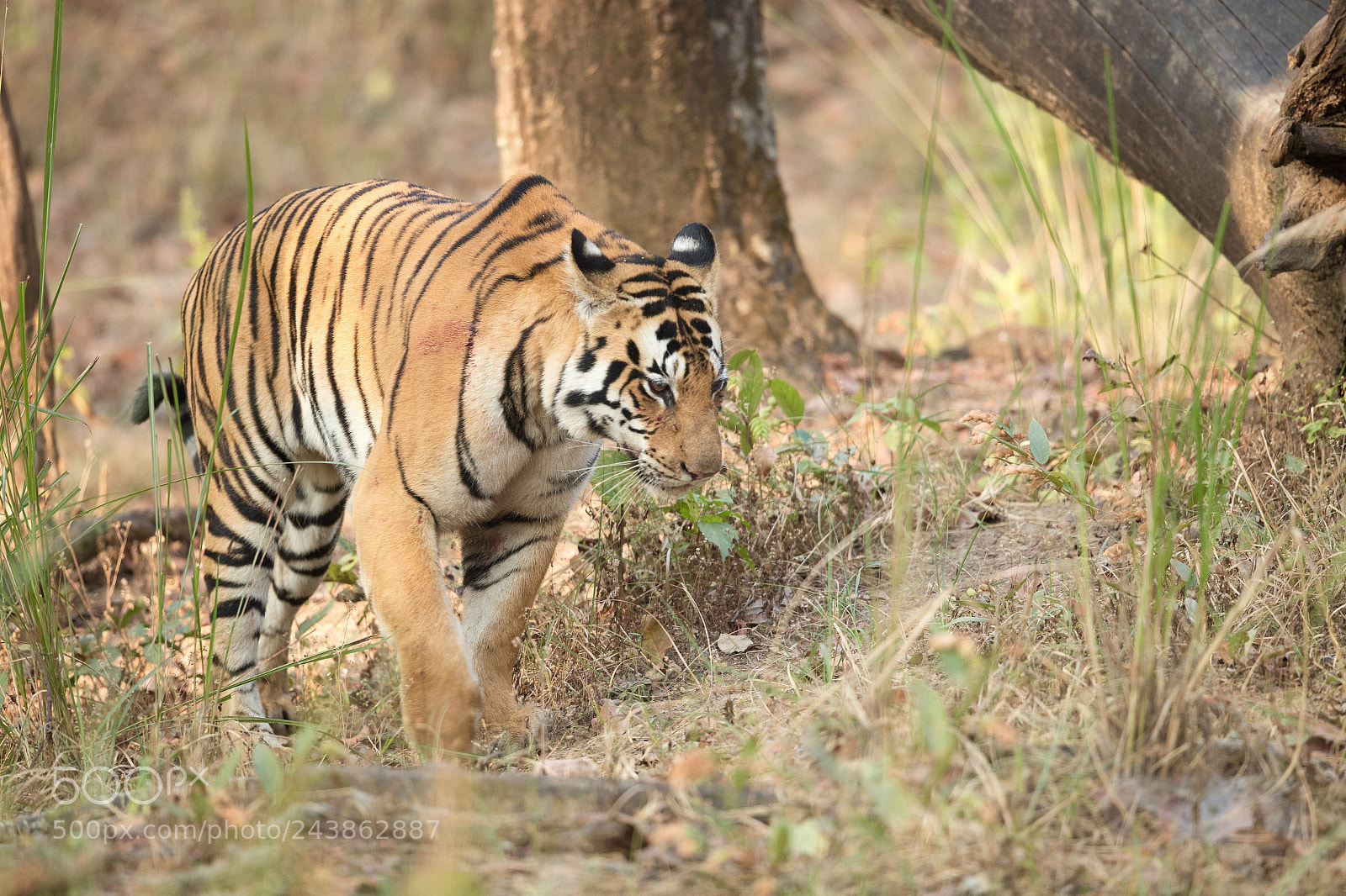 Canon EOS-1D X Mark II sample photo. Tiger 6 photography