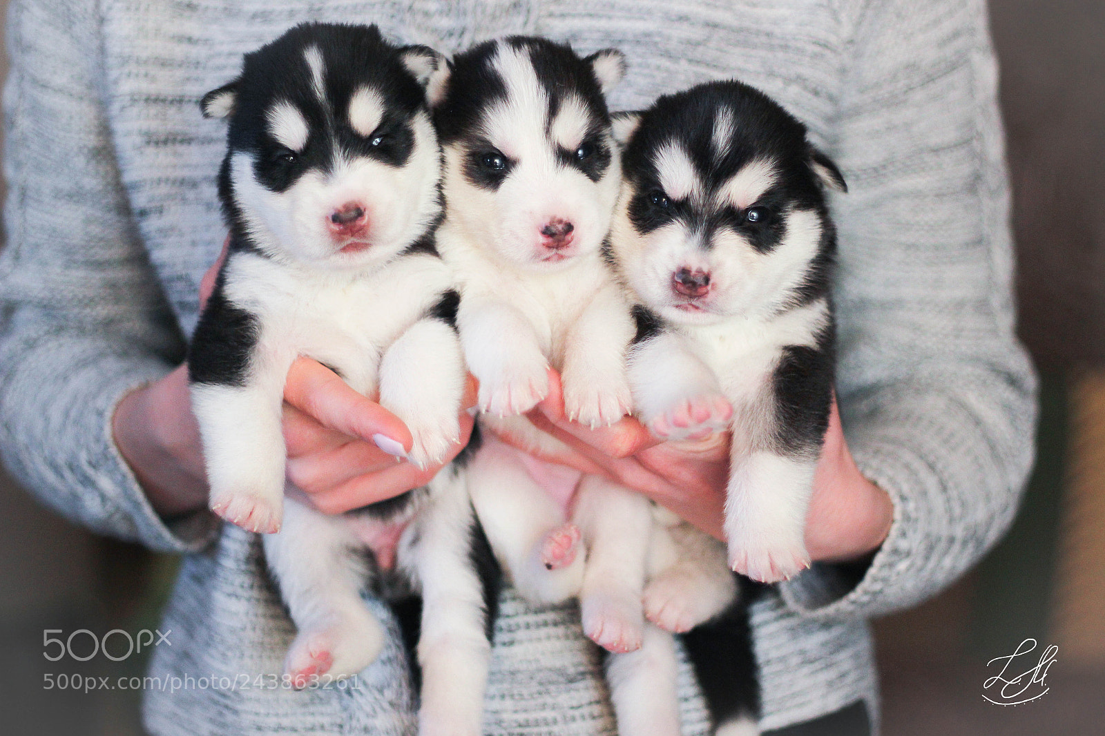 Canon EOS 550D (EOS Rebel T2i / EOS Kiss X4) sample photo. Puppies photography