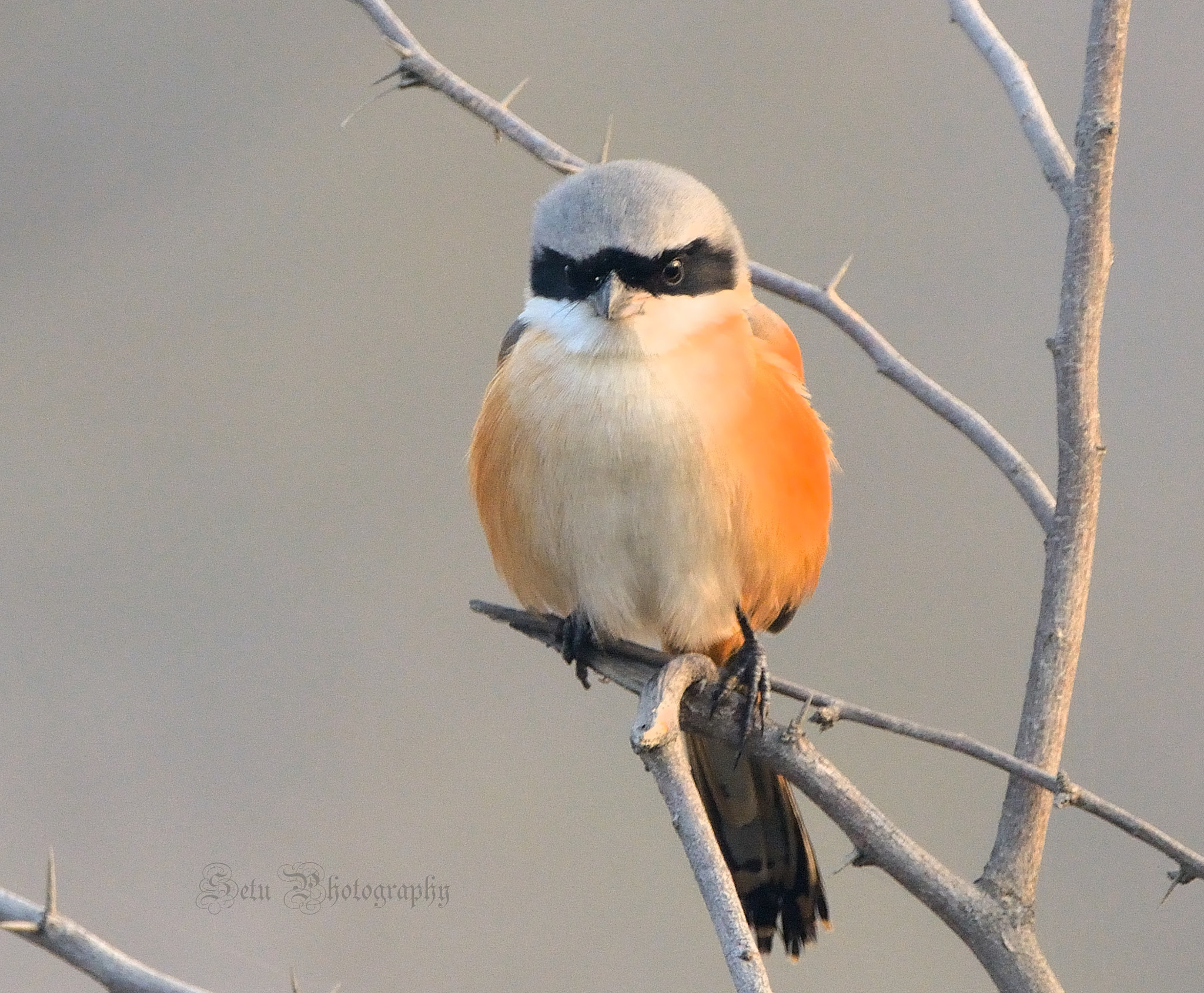 Sigma 150-600mm F5-6.3 DG OS HSM | C sample photo. Bay-backed shrike photography