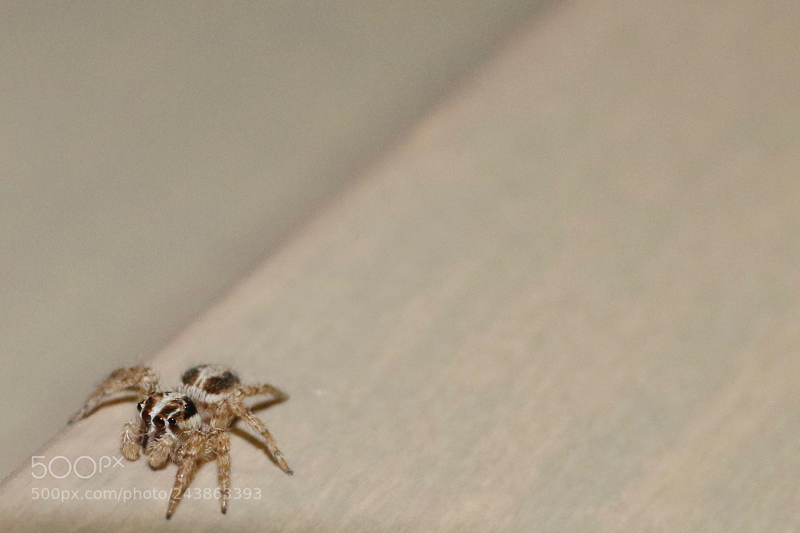 Canon EOS 7D Mark II sample photo. Crawling across photography