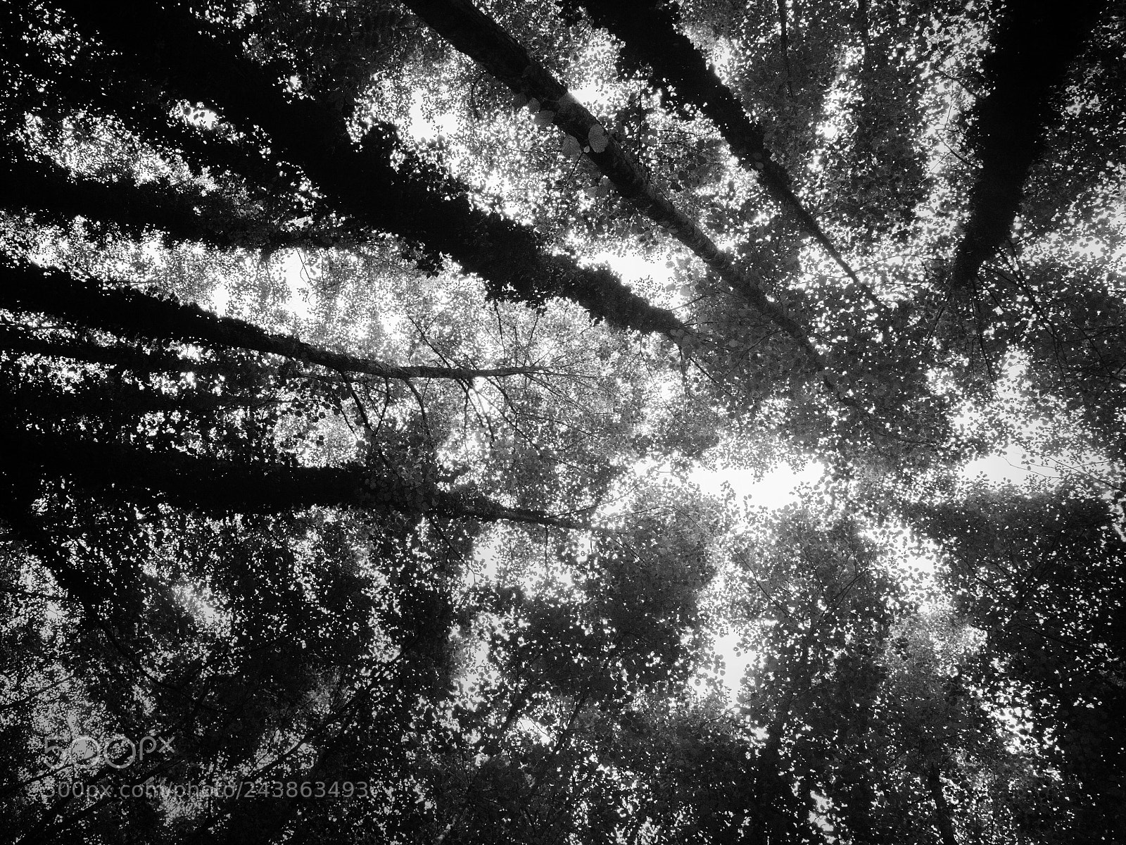 Nikon Df sample photo. Pulse photography
