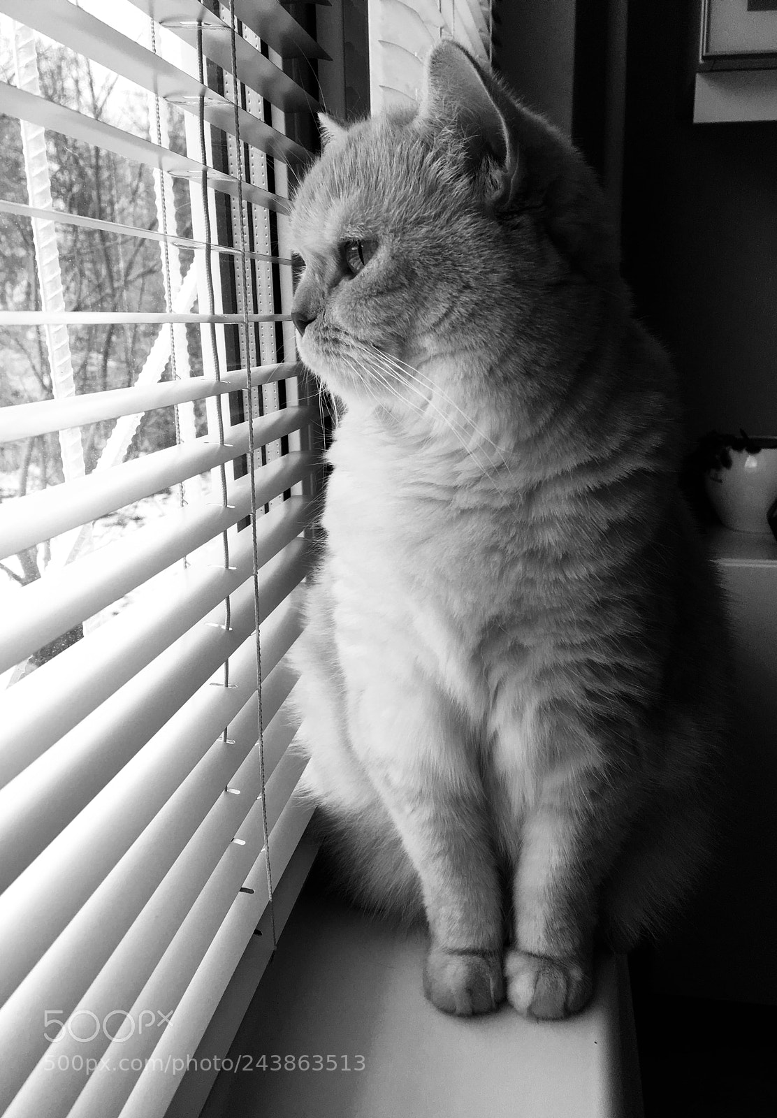 Apple iPhone SE sample photo. #cat photography
