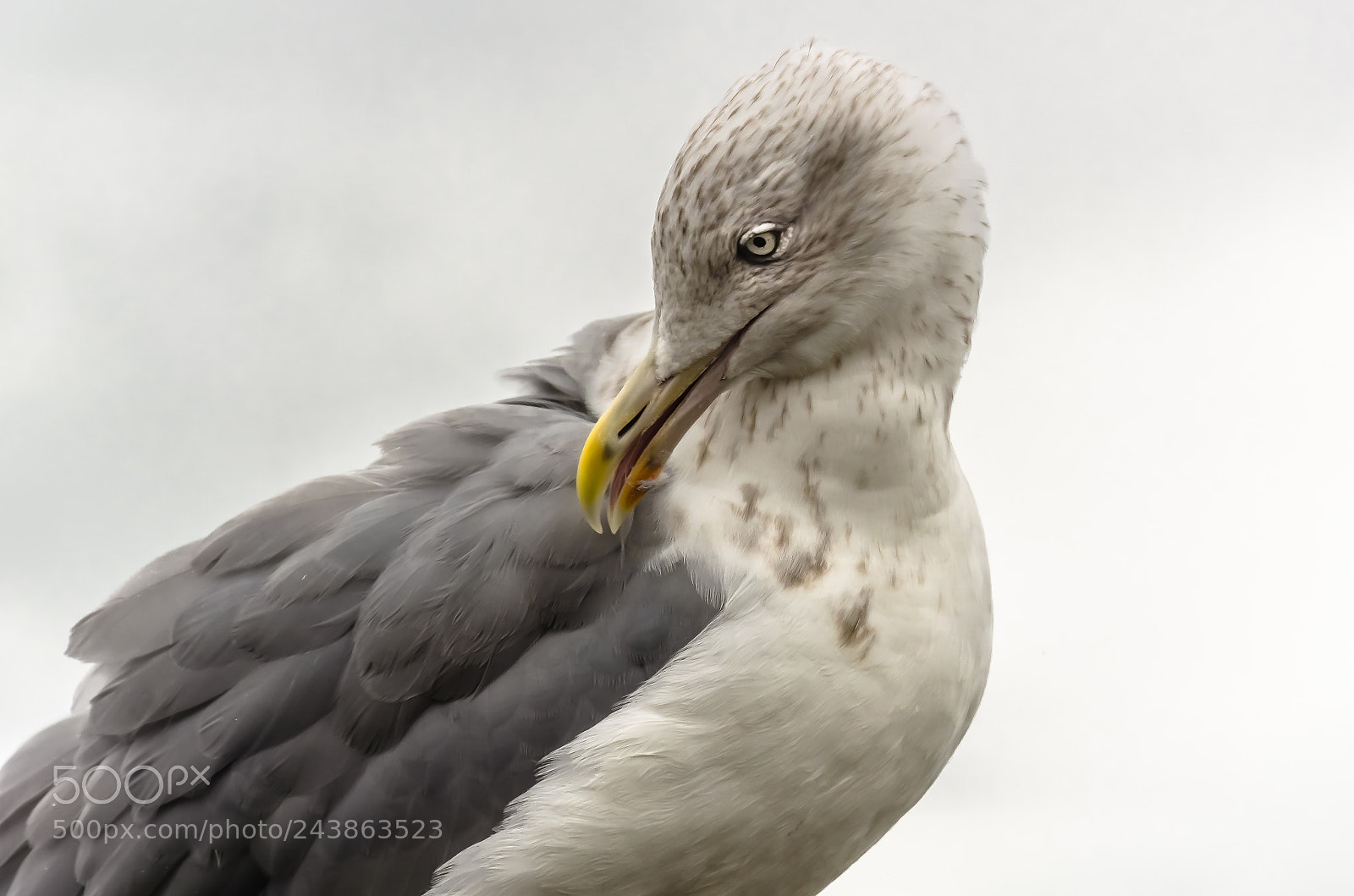 Nikon D5100 sample photo. Feather maintenance photography