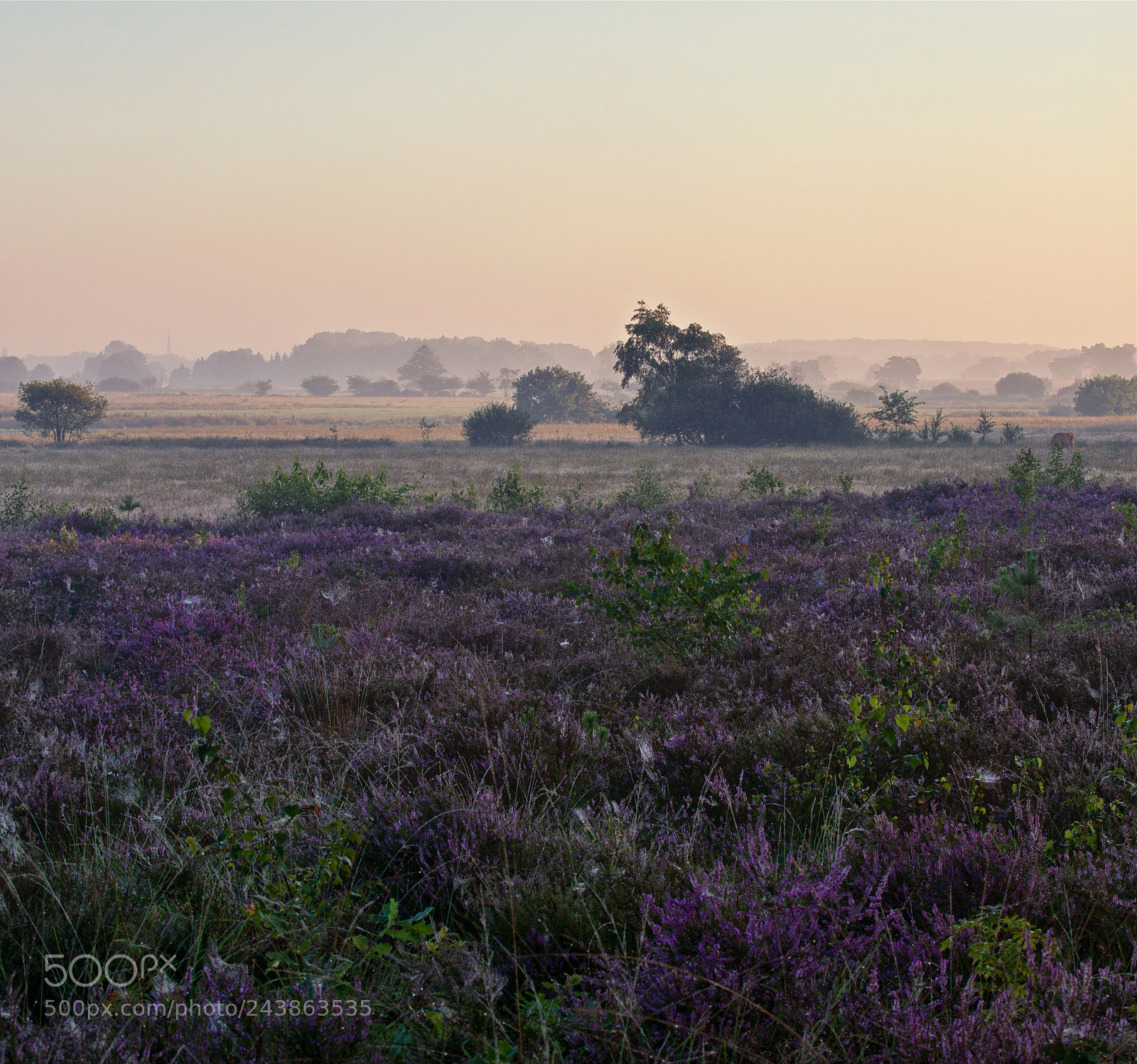 Nikon D800 sample photo. Purple morning photography