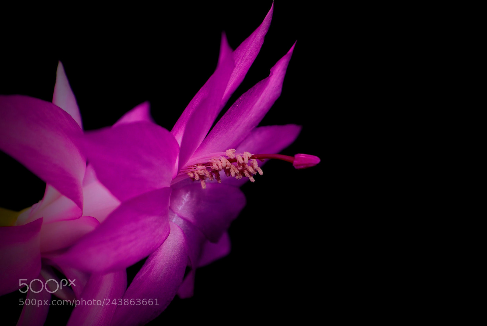 Nikon D3000 sample photo. Pink schlumbergera flower photography