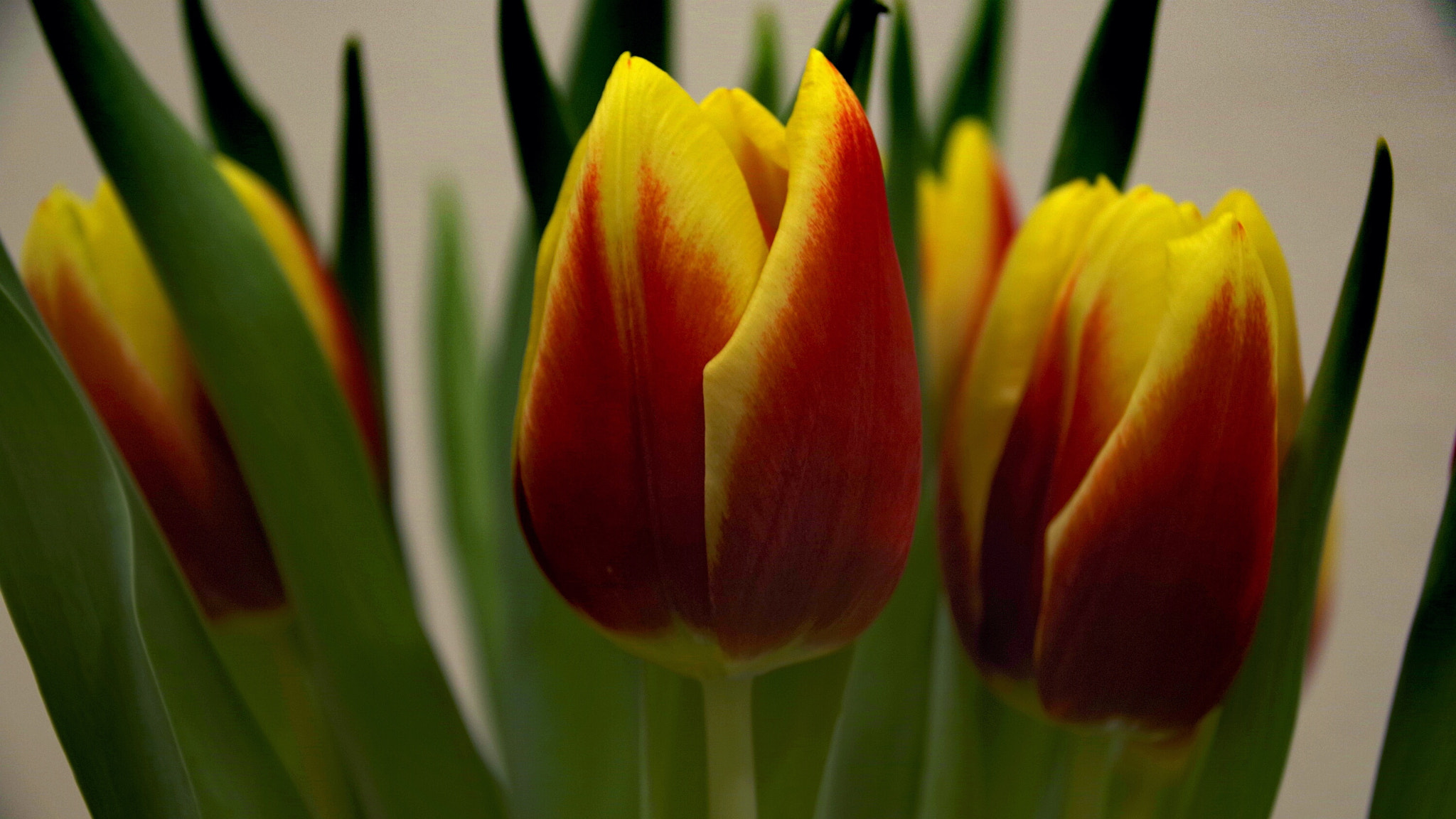 Pentax K-70 sample photo. Tulip photography