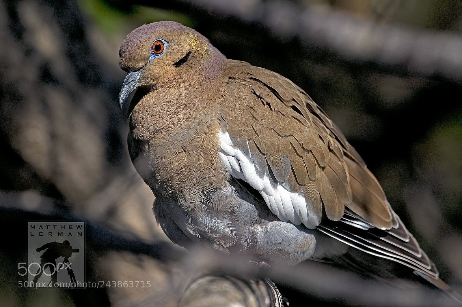 Nikon D810 sample photo. Dove white-winged photography