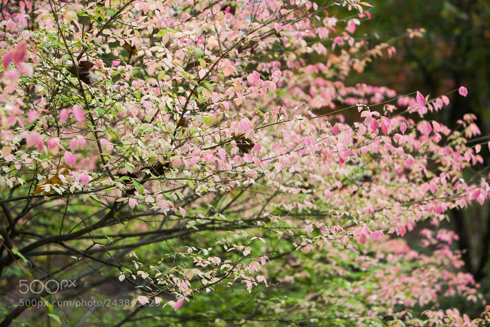 Canon EOS 5D Mark II sample photo. 예쁜데 이름 모름 photography