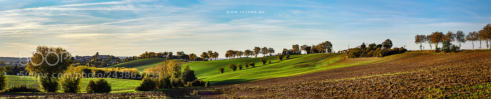 Sony Alpha a99 sample photo. Beautiful green and yellow photography