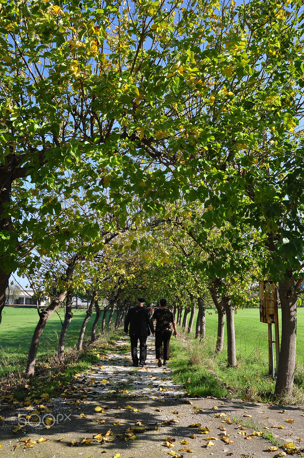 Nikon D90 + Sigma 18-50mm F2.8 EX DC Macro sample photo. Dsc photography