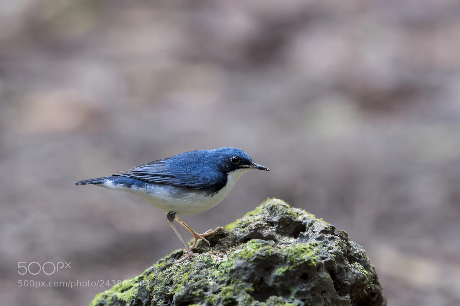 Nikon D4 sample photo. Siberian blue robin (m) photography