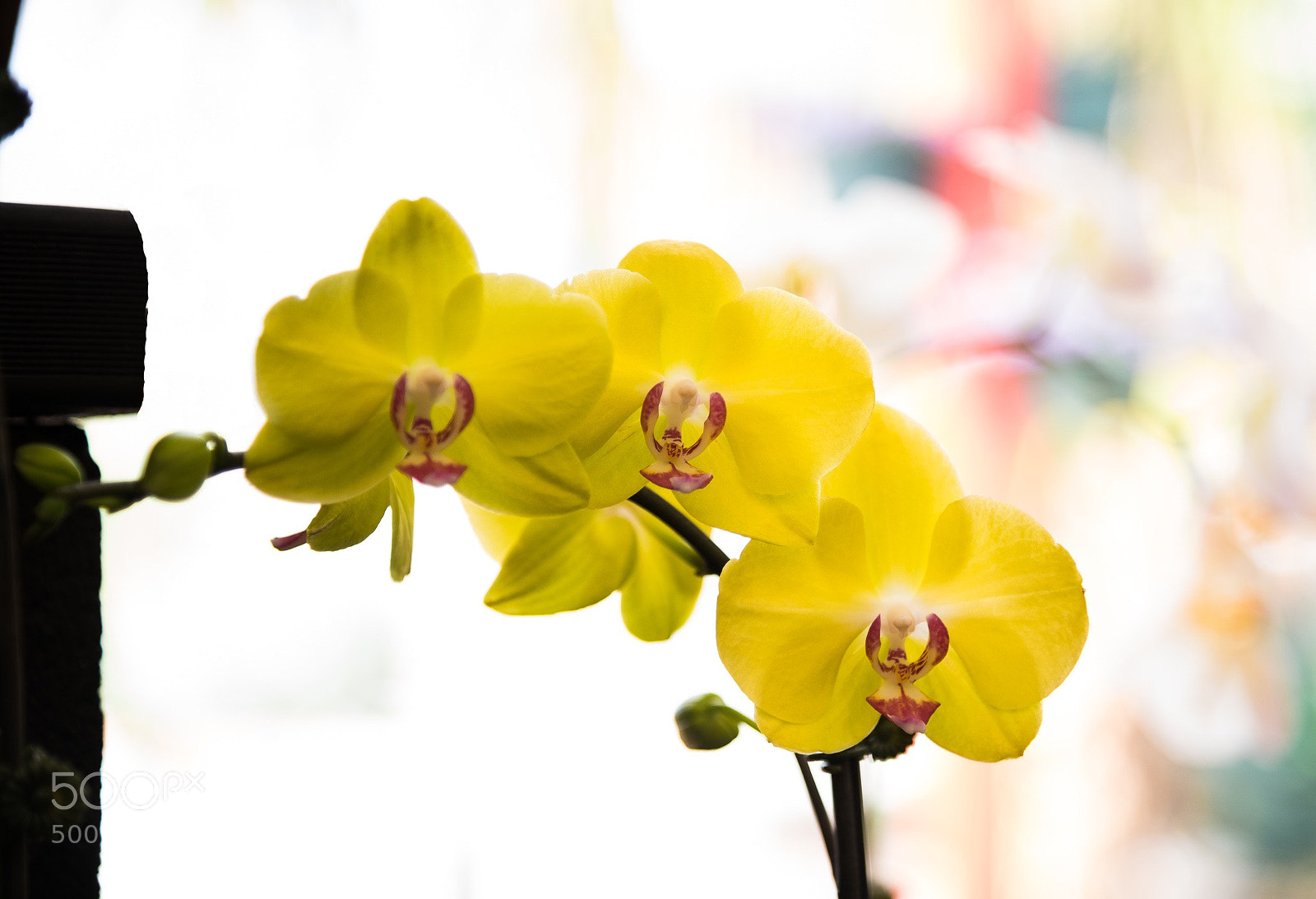 Nikon D750 sample photo. Yellow orchid photography