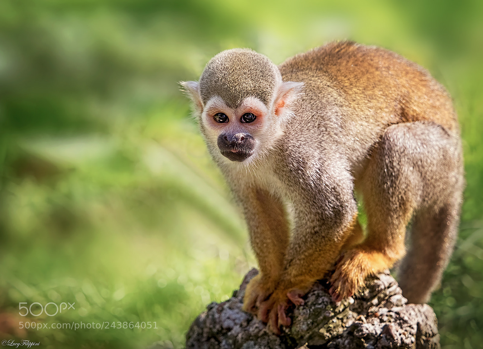 Olympus OM-D E-M1 sample photo. Common squirrel monkey.. photography