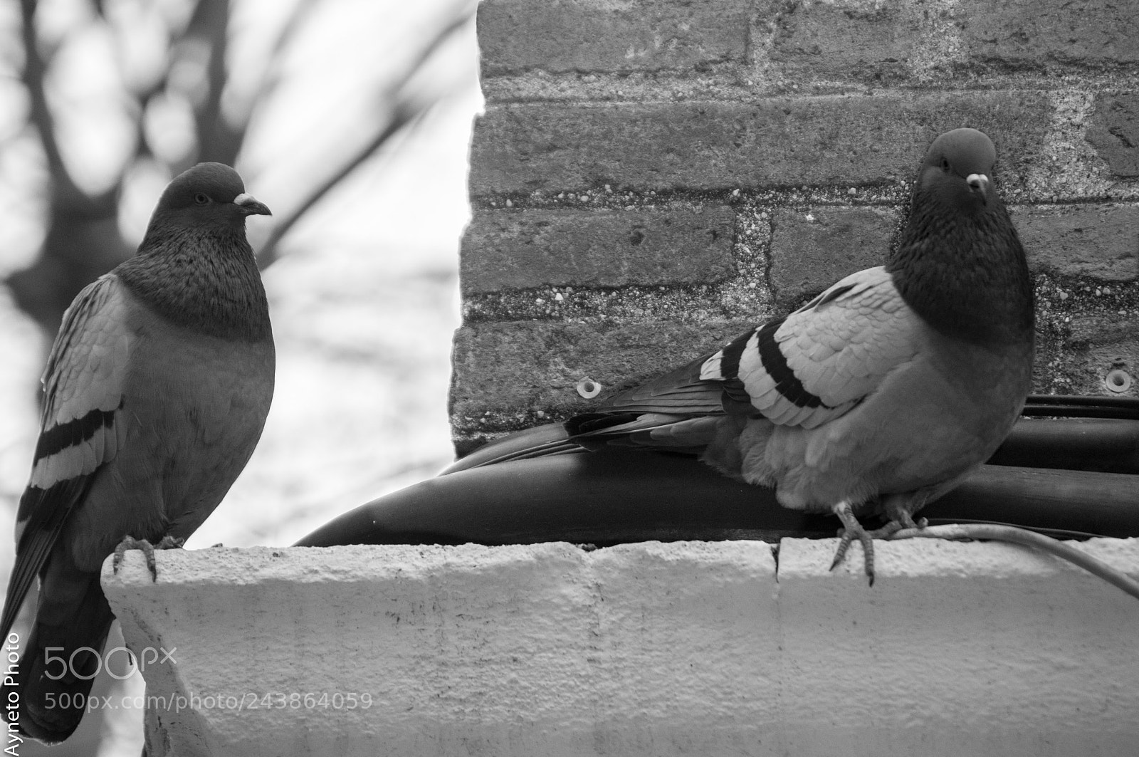 Nikon D5000 sample photo. Colom photography