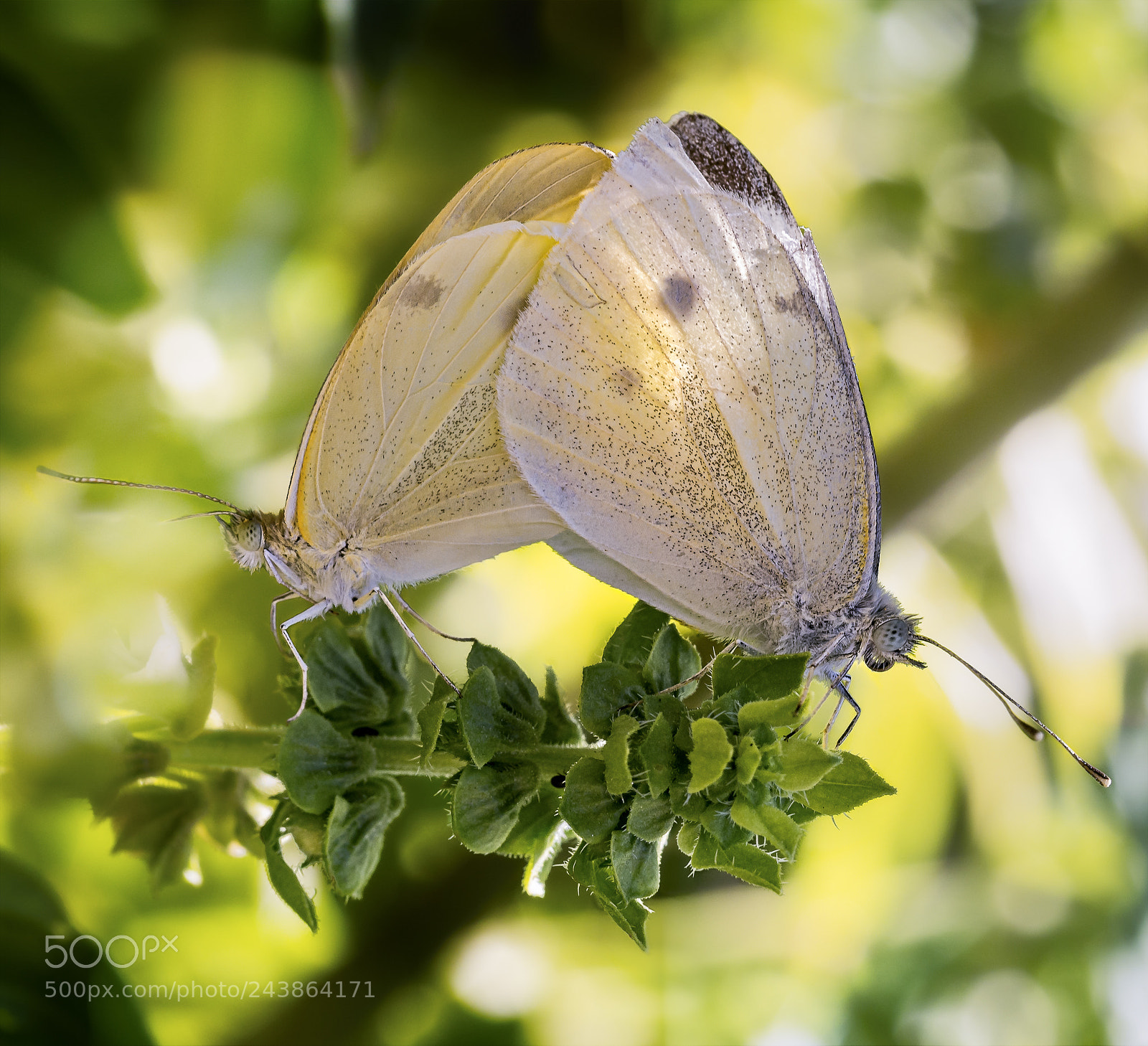 Olympus OM-D E-M5 sample photo. White butterflies mating #1 photography