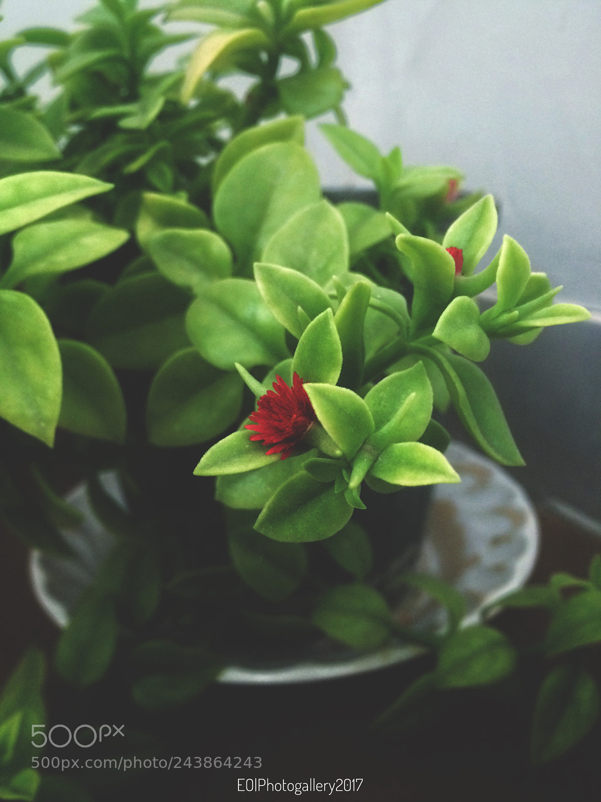 Apple iPhone 5s sample photo. Untitled photography