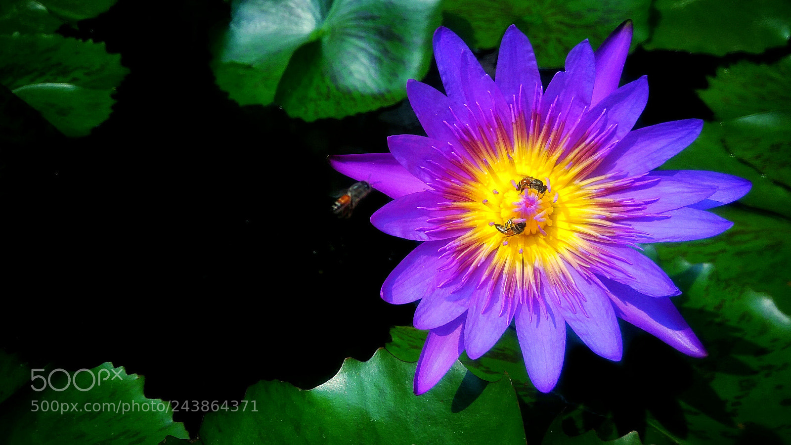 ASUS ZenFone 3 Max (ZC553KL) sample photo. Beautiful purple flower photography