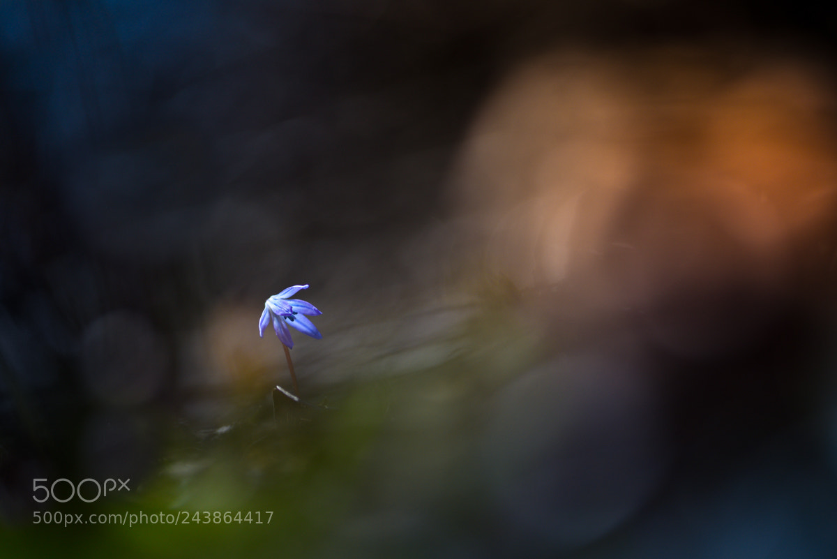 Nikon D810 sample photo. Hidden one photography