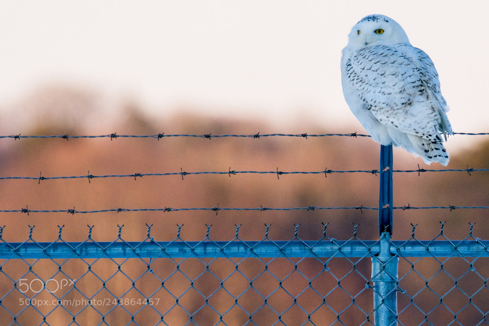 Nikon D7100 sample photo. Snowy sentinel photography