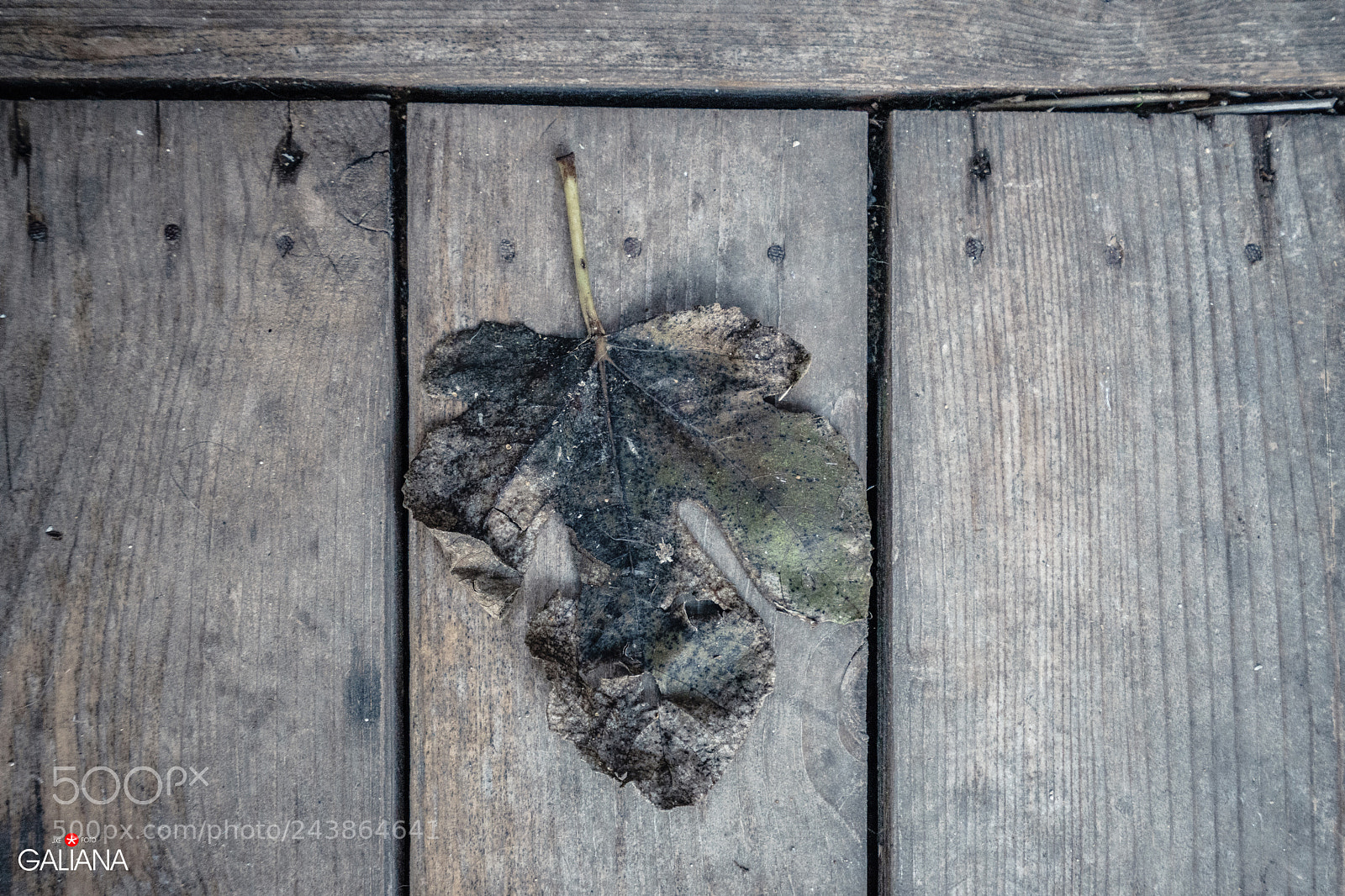 Sony a7 sample photo. Naturaleza muerta photography